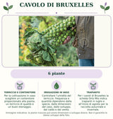 Cavolo di Bruxelles: 6 piante. Per la coltivazione in vaso scegliere un contenitore proporzionato alla pianta, un terriccio di qualità e un buon drenaggio.. Controllare l’umidità del terriccio: frequenza e quantità dipendono dalla specie, dalle dimensioni del vaso, dallo sviluppo, dal caldo e dal vento.. Per i cavoli di Bruxelles la scheda Orto Mio indica trapianti in luglio e all’inizio di agosto per la raccolta autunnale e invernale.. Immagine indicativa.