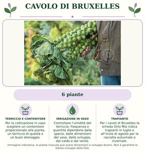 Cavolo di Bruxelles: 6 piante. Per la coltivazione in vaso scegliere un contenitore proporzionato alla pianta, un terriccio di qualità e un buon drenaggio.. Controllare l’umidità del terriccio: frequenza e quantità dipendono dalla specie, dalle dimensioni del vaso, dallo sviluppo, dal caldo e dal vento.. Per i cavoli di Bruxelles la scheda Orto Mio indica trapianti in luglio e all’inizio di agosto per la raccolta autunnale e invernale.. Immagine indicativa.