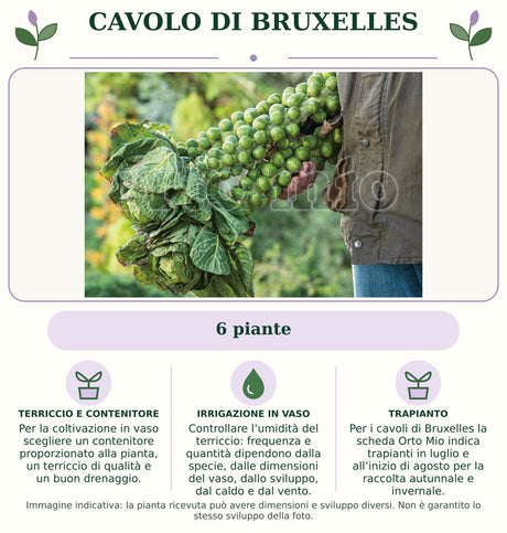 Cavolo di Bruxelles: 6 piante. Per la coltivazione in vaso scegliere un contenitore proporzionato alla pianta, un terriccio di qualità e un buon drenaggio.. Controllare l’umidità del terriccio: frequenza e quantità dipendono dalla specie, dalle dimensioni del vaso, dallo sviluppo, dal caldo e dal vento.. Per i cavoli di Bruxelles la scheda Orto Mio indica trapianti in luglio e all’inizio di agosto per la raccolta autunnale e invernale.. Immagine indicativa.