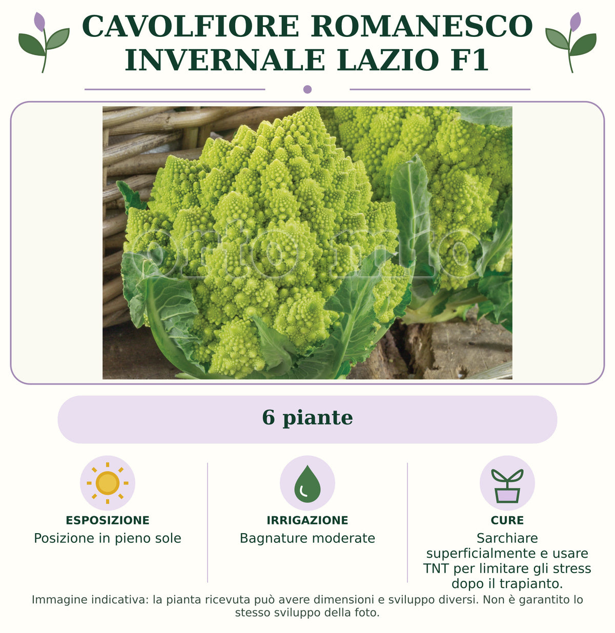 Cavolfiore Romanesco Invernale Lazio F1: 6 piante. Posizione in pieno sole. Bagnature moderate. Sarchiare superficialmente e usare TNT per limitare gli stress dopo il trapianto.. Immagine indicativa.