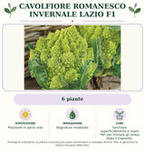 Cavolfiore Romanesco Invernale Lazio F1: 6 piante. Posizione in pieno sole. Bagnature moderate. Sarchiare superficialmente e usare TNT per limitare gli stress dopo il trapianto.. Immagine indicativa.