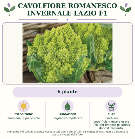 Cavolfiore Romanesco Invernale Lazio F1: 6 piante. Posizione in pieno sole. Bagnature moderate. Sarchiare superficialmente e usare TNT per limitare gli stress dopo il trapianto.. Immagine indicativa.