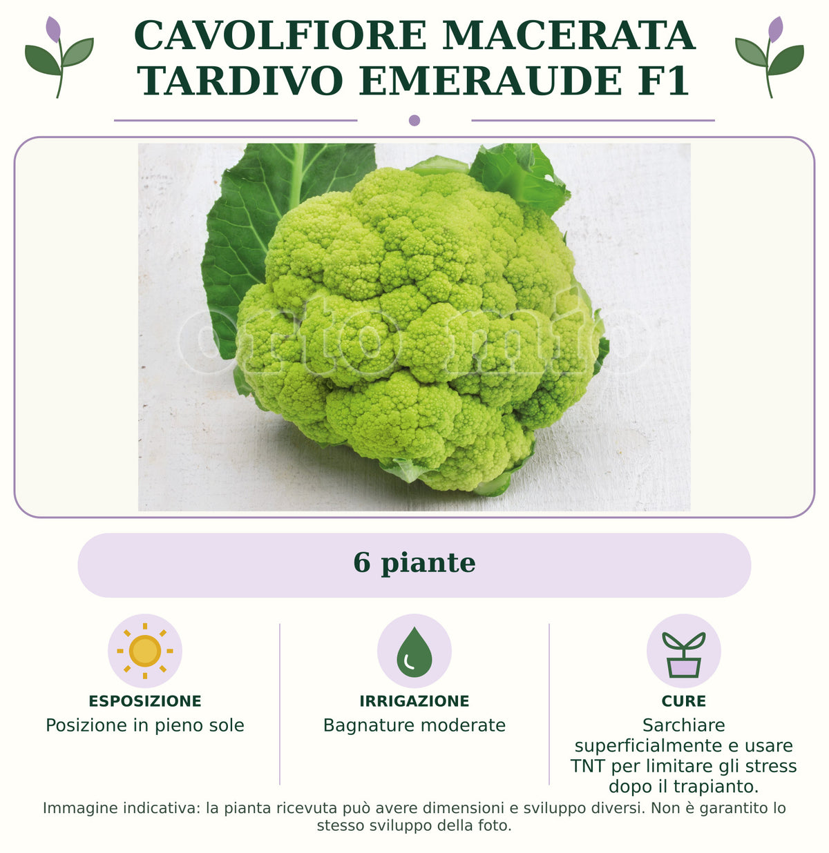 Cavolfiore Macerata tardivo Emeraude F1: 6 piante. Posizione in pieno sole. Bagnature moderate. Sarchiare superficialmente e usare TNT per limitare gli stress dopo il trapianto.. Immagine indicativa.