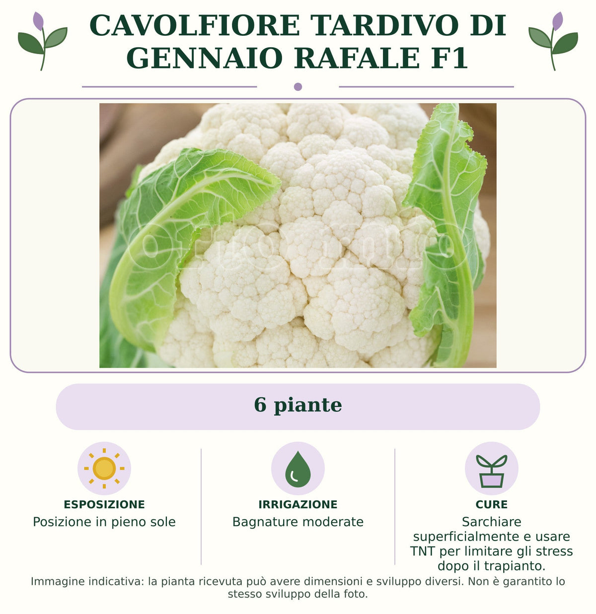 Cavolfiore Tardivo di gennaio Rafale F1: 6 piante. Posizione in pieno sole. Bagnature moderate. Sarchiare superficialmente e usare TNT per limitare gli stress dopo il trapianto.. Immagine indicativa.