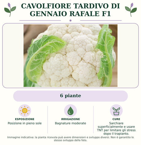 Cavolfiore Tardivo di gennaio Rafale F1: 6 piante. Posizione in pieno sole. Bagnature moderate. Sarchiare superficialmente e usare TNT per limitare gli stress dopo il trapianto.. Immagine indicativa.