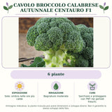 Cavolo Broccolo Calabrese Autunnale Centauro F1: 6 piante. Sole; ombra nelle ore più calde. Bagnature moderate. Sarchiare e proteggere con TNT nei periodi freschi.. Immagine indicativa.
