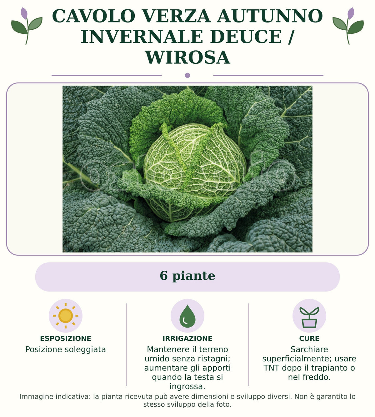 Cavolo verza autunno invernale Deuce / Wirosa: 6 piante. Posizione soleggiata. Mantenere il terreno umido senza ristagni; aumentare gli apporti quando la testa si ingrossa.. Sarchiare superficialmente; usare TNT dopo il trapianto o nel freddo.. Immagine indicativa.
