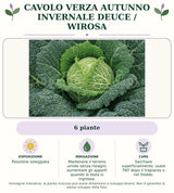 Cavolo verza autunno invernale Deuce / Wirosa: 6 piante. Posizione soleggiata. Mantenere il terreno umido senza ristagni; aumentare gli apporti quando la testa si ingrossa.. Sarchiare superficialmente; usare TNT dopo il trapianto o nel freddo.. Immagine indicativa.