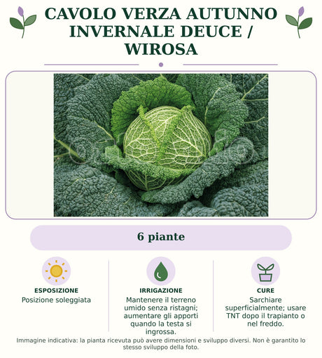 Cavolo verza autunno invernale Deuce / Wirosa: 6 piante. Posizione soleggiata. Mantenere il terreno umido senza ristagni; aumentare gli apporti quando la testa si ingrossa.. Sarchiare superficialmente; usare TNT dopo il trapianto o nel freddo.. Immagine indicativa.