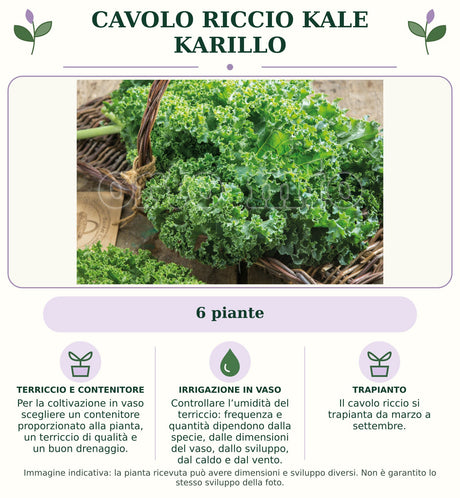 Cavolo riccio Kale Karillo: 6 piante. Per la coltivazione in vaso scegliere un contenitore proporzionato alla pianta, un terriccio di qualità e un buon drenaggio.. Controllare l’umidità del terriccio: frequenza e quantità dipendono dalla specie, dalle dimensioni del vaso, dallo sviluppo, dal caldo e dal vento.. Il cavolo riccio si trapianta da marzo a settembre.. Immagine indicativa.