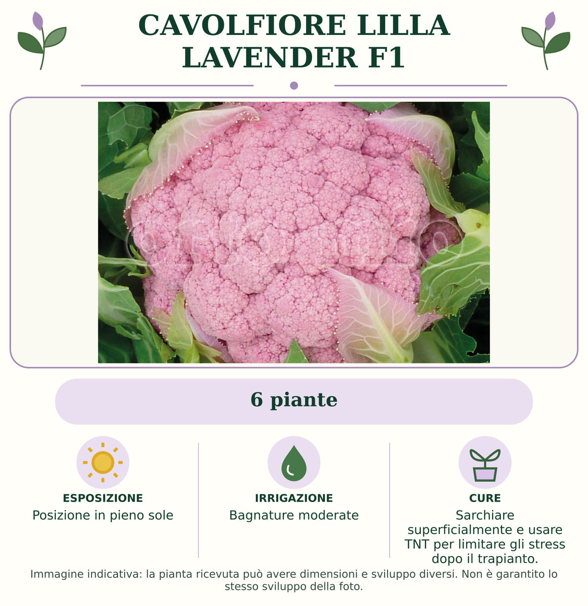 Cavolfiore lilla Lavender F1: 6 piante. Posizione in pieno sole. Bagnature moderate. Sarchiare superficialmente e usare TNT per limitare gli stress dopo il trapianto.. Immagine indicativa.