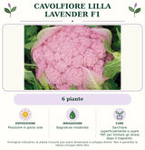 Cavolfiore lilla Lavender F1: 6 piante. Posizione in pieno sole. Bagnature moderate. Sarchiare superficialmente e usare TNT per limitare gli stress dopo il trapianto.. Immagine indicativa.