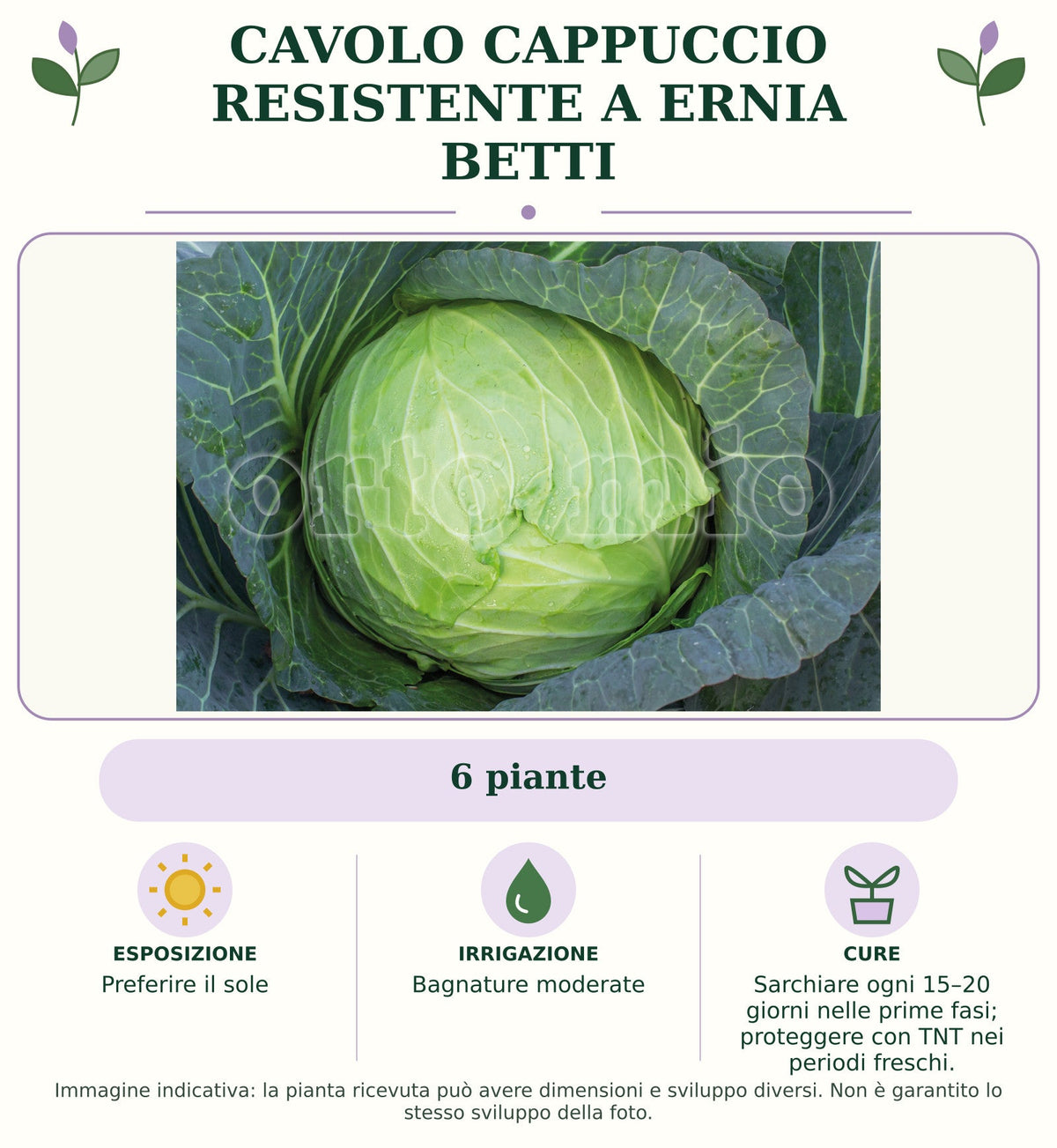 Cavolo cappuccio resistente a ernia Betti: 6 piante. Preferire il sole. Bagnature moderate. Sarchiare ogni 15–20 giorni nelle prime fasi; proteggere con TNT nei periodi freschi.. Immagine indicativa.