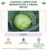 Cavolo cappuccio resistente a ernia Betti: 6 piante. Preferire il sole. Bagnature moderate. Sarchiare ogni 15–20 giorni nelle prime fasi; proteggere con TNT nei periodi freschi.. Immagine indicativa.