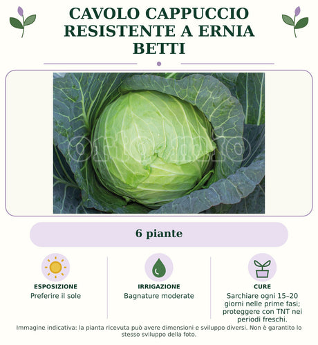 Cavolo cappuccio resistente a ernia Betti: 6 piante. Preferire il sole. Bagnature moderate. Sarchiare ogni 15–20 giorni nelle prime fasi; proteggere con TNT nei periodi freschi.. Immagine indicativa.