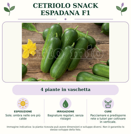 Cetriolo Snack Espadana F1: 4 piante in vaschetta. Sole; ombra nelle ore più calde. Bagnature regolari, senza ristagni. Pacciamare e predisporre rete o tutori per coltivare in verticale.. Immagine indicativa.
