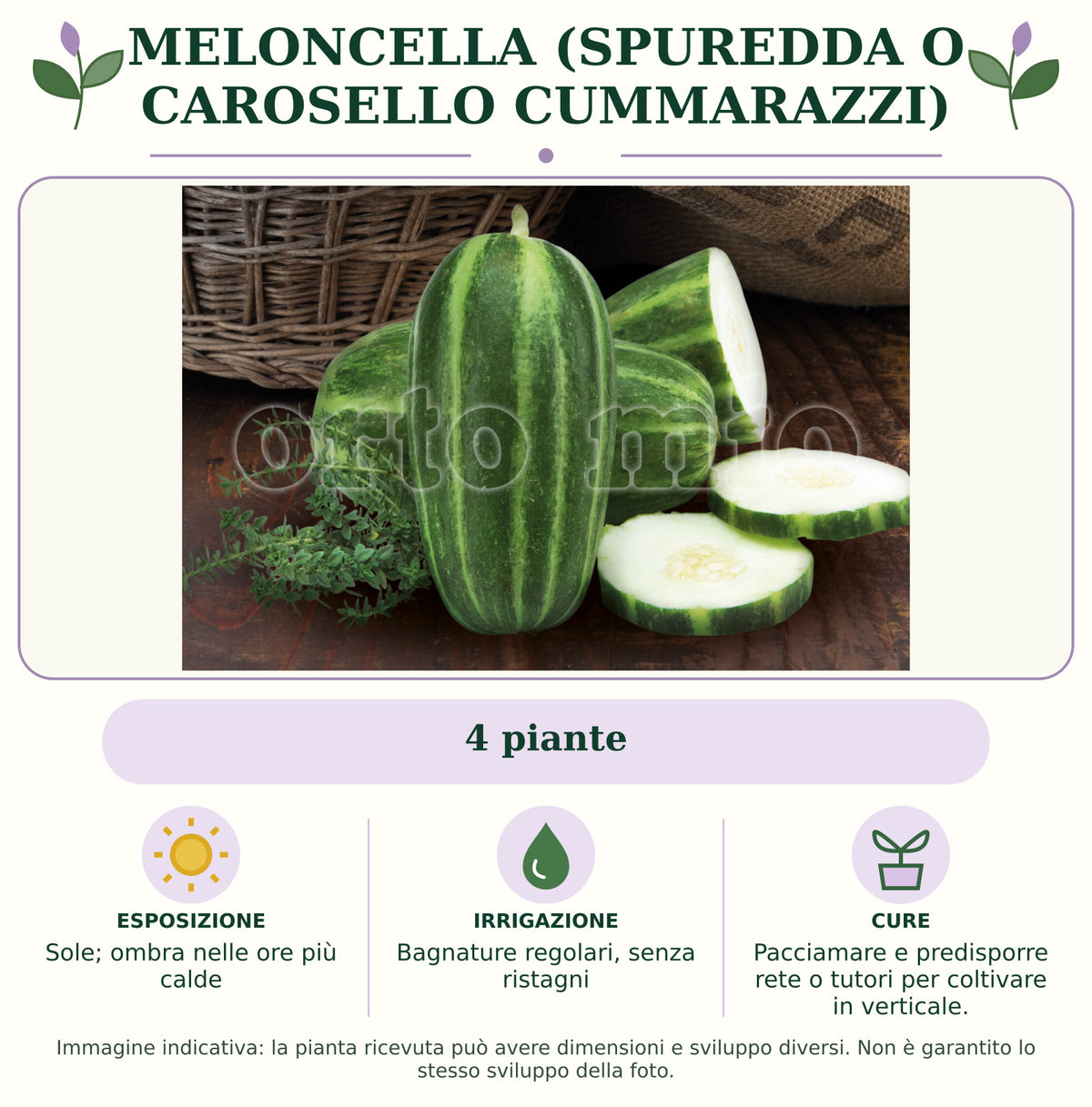 Meloncella (Spuredda o Carosello Cummarazzi): 4 piante. Sole; ombra nelle ore più calde. Bagnature regolari, senza ristagni. Pacciamare e predisporre rete o tutori per coltivare in verticale.. Immagine indicativa.