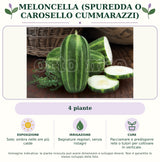 Meloncella (Spuredda o Carosello Cummarazzi): 4 piante. Sole; ombra nelle ore più calde. Bagnature regolari, senza ristagni. Pacciamare e predisporre rete o tutori per coltivare in verticale.. Immagine indicativa.