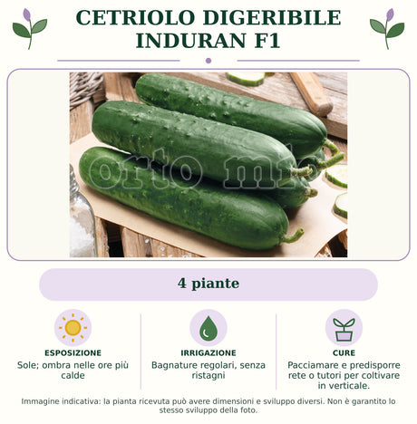Cetriolo digeribile Induran F1: 4 piante. Sole; ombra nelle ore più calde. Bagnature regolari, senza ristagni. Pacciamare e predisporre rete o tutori per coltivare in verticale.. Immagine indicativa.