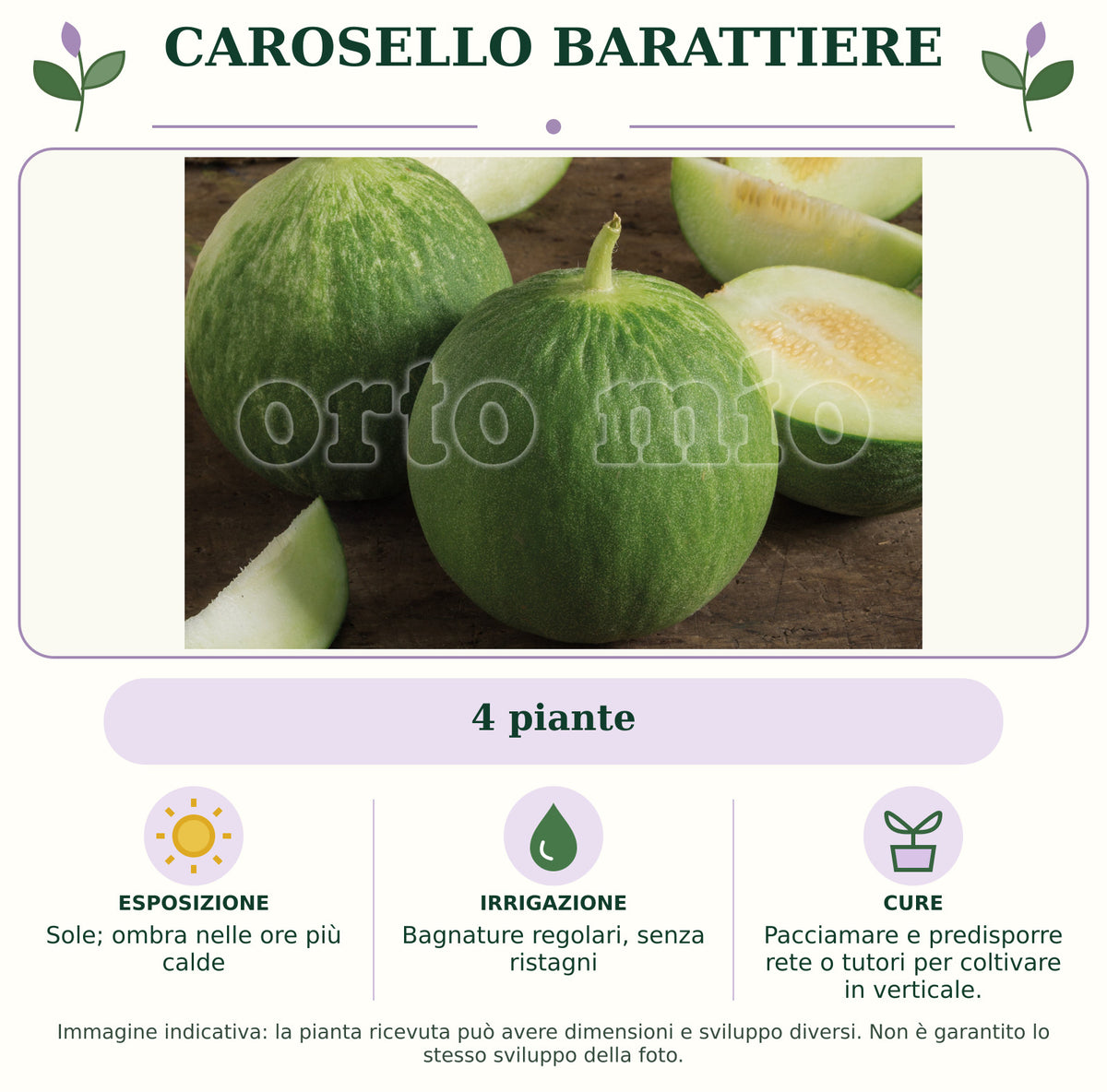 Carosello Barattiere: 4 piante. Sole; ombra nelle ore più calde. Bagnature regolari, senza ristagni. Pacciamare e predisporre rete o tutori per coltivare in verticale.. Immagine indicativa.