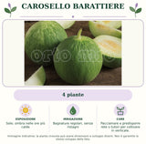 Carosello Barattiere: 4 piante. Sole; ombra nelle ore più calde. Bagnature regolari, senza ristagni. Pacciamare e predisporre rete o tutori per coltivare in verticale.. Immagine indicativa.