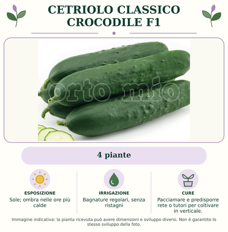 Cetriolo Classico Crocodile F1: 4 piante. Sole; ombra nelle ore più calde. Bagnature regolari, senza ristagni. Pacciamare e predisporre rete o tutori per coltivare in verticale.. Immagine indicativa.