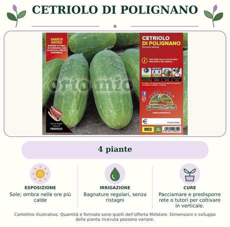 Cetriolo di Polignano: 4 piante. Sole; ombra nelle ore più calde. Bagnature regolari, senza ristagni. Pacciamare e predisporre rete o tutori per coltivare in verticale.. Immagine indicativa.