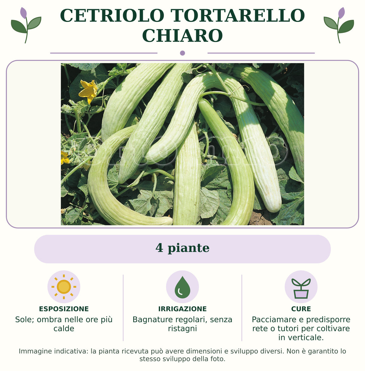 Cetriolo Tortarello chiaro: 4 piante. Sole; ombra nelle ore più calde. Bagnature regolari, senza ristagni. Pacciamare e predisporre rete o tutori per coltivare in verticale.. Immagine indicativa.