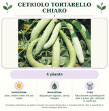 Cetriolo Tortarello chiaro: 4 piante. Sole; ombra nelle ore più calde. Bagnature regolari, senza ristagni. Pacciamare e predisporre rete o tutori per coltivare in verticale.. Immagine indicativa.
