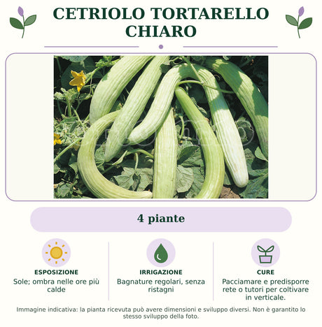 Cetriolo Tortarello chiaro: 4 piante. Sole; ombra nelle ore più calde. Bagnature regolari, senza ristagni. Pacciamare e predisporre rete o tutori per coltivare in verticale.. Immagine indicativa.