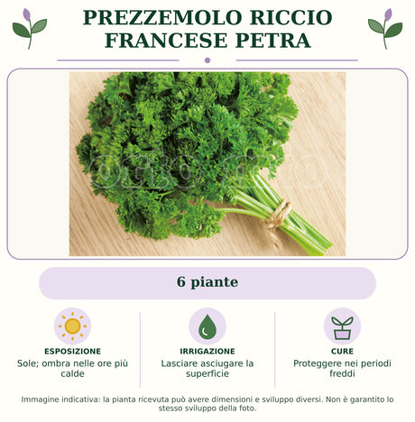 Prezzemolo Riccio Francese Petra: 6 piante. Sole; ombra nelle ore più calde. Lasciare asciugare la superficie. Proteggere nei periodi freddi. Immagine indicativa.