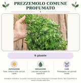Prezzemolo Comune Profumato: 6 piante. Sole; ombra nelle ore più calde. Lasciare asciugare la superficie. Proteggere nei periodi freddi. Immagine indicativa.