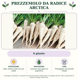 Prezzemolo Da radice Arctica: 6 piante. Sole; ombra nelle ore più calde. Lasciare asciugare la superficie. Proteggere nei periodi freddi. Immagine indicativa.