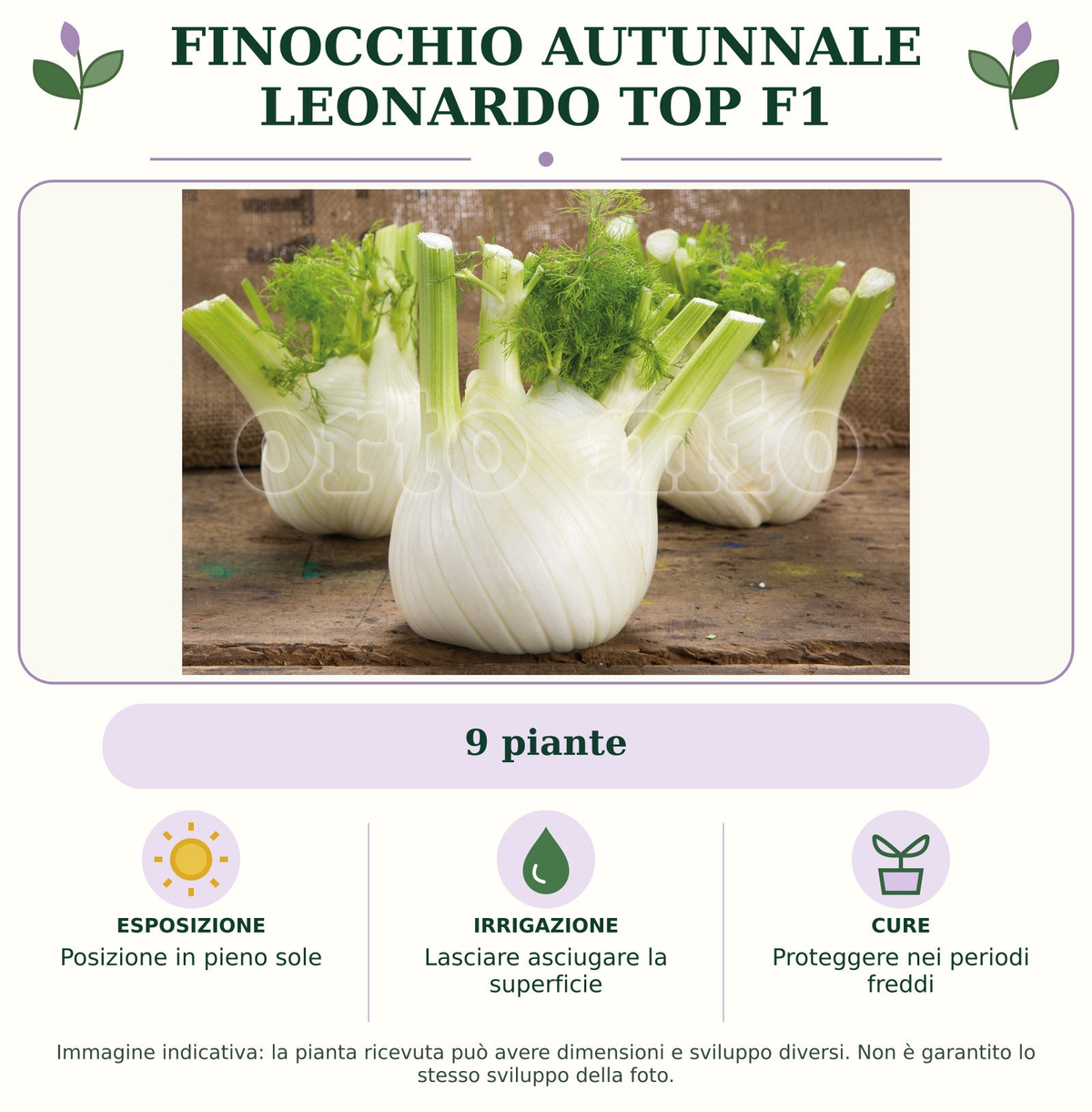 Finocchio Autunnale Leonardo top F1: 9 piante. Posizione in pieno sole. Lasciare asciugare la superficie. Proteggere nei periodi freddi. Immagine indicativa.