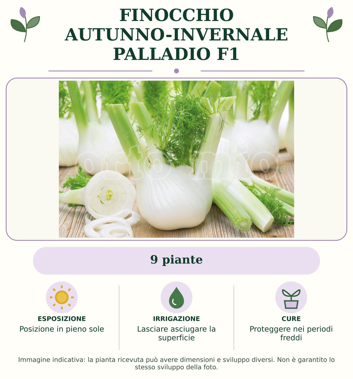 Finocchio Autunno-invernale Palladio F1: 9 piante. Posizione in pieno sole. Lasciare asciugare la superficie. Proteggere nei periodi freddi. Immagine indicativa.