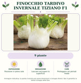 Finocchio tardivo invernale Tiziano F1: 9 piante. Posizione in pieno sole. Lasciare asciugare la superficie. Proteggere nei periodi freddi. Immagine indicativa.
