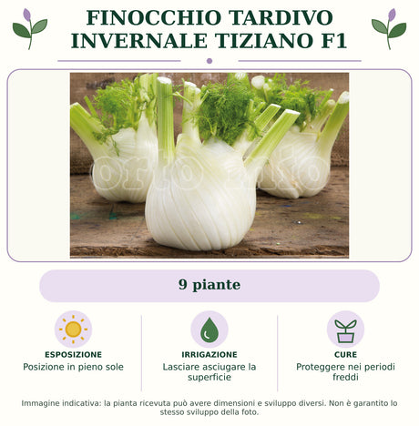 Finocchio tardivo invernale Tiziano F1: 9 piante. Posizione in pieno sole. Lasciare asciugare la superficie. Proteggere nei periodi freddi. Immagine indicativa.