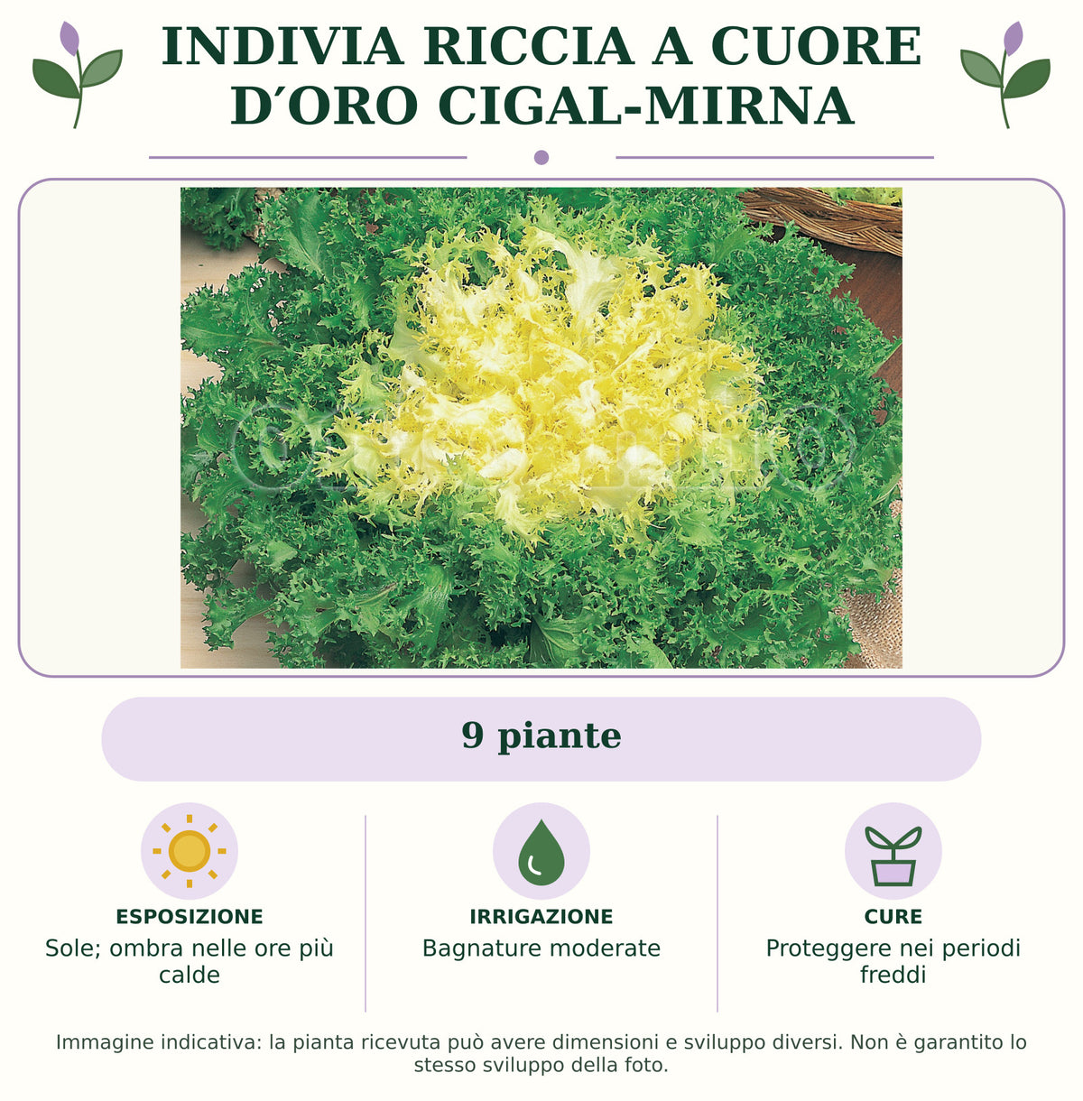 Indivia riccia a cuore d′oro Cigal-Mirna: 9 piante. Sole; ombra nelle ore più calde. Bagnature moderate. Proteggere nei periodi freddi. Immagine indicativa.