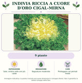 Indivia riccia a cuore d′oro Cigal-Mirna: 9 piante. Sole; ombra nelle ore più calde. Bagnature moderate. Proteggere nei periodi freddi. Immagine indicativa.