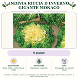 Indivia riccia d′inverno gigante Monaco: 9 piante. Sole; ombra nelle ore più calde. Bagnature moderate. Proteggere nei periodi freddi. Immagine indicativa.