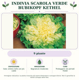 Indivia Scarola Verde Bubikopf Kethel: 9 piante. Sole; ombra nelle ore più calde. Bagnature moderate. Proteggere nei periodi freddi. Immagine indicativa.