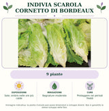 Indivia Scarola Cornetto di Bordeaux: 9 piante. Sole; ombra nelle ore più calde. Bagnature moderate. Proteggere nei periodi freddi. Immagine indicativa.