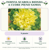 Indivia scarola bionda a cuore pieno Samoa: 9 piante. Sole; ombra nelle ore più calde. Bagnature moderate. Proteggere nei periodi freddi. Immagine indicativa.