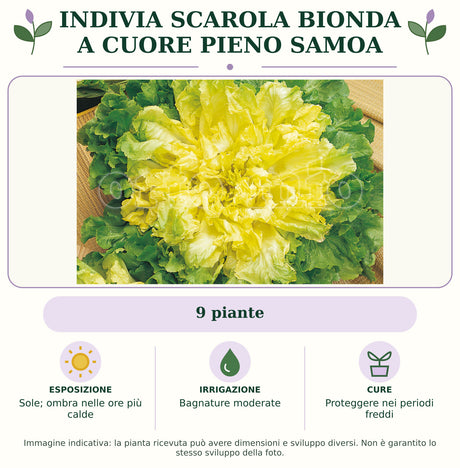 Indivia scarola bionda a cuore pieno Samoa: 9 piante. Sole; ombra nelle ore più calde. Bagnature moderate. Proteggere nei periodi freddi. Immagine indicativa.