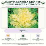 Indivia scarola gigante degli ortolani Torino: 9 piante. Sole; ombra nelle ore più calde. Bagnature moderate. Proteggere nei periodi freddi. Immagine indicativa.