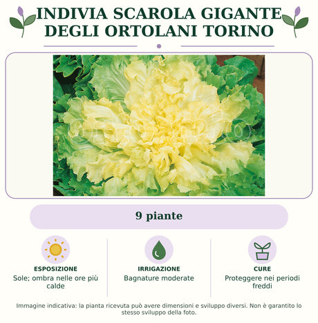 Indivia scarola gigante degli ortolani Torino: 9 piante. Sole; ombra nelle ore più calde. Bagnature moderate. Proteggere nei periodi freddi. Immagine indicativa.