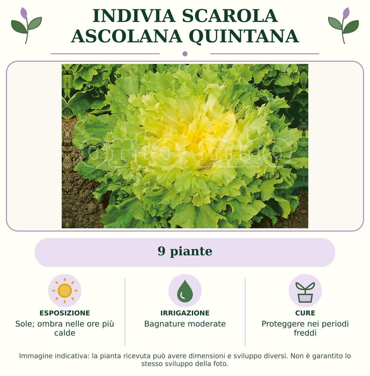 Indivia scarola ascolana Quintana: 9 piante. Sole; ombra nelle ore più calde. Bagnature moderate. Proteggere nei periodi freddi. Immagine indicativa.