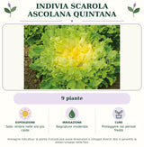 Indivia scarola ascolana Quintana: 9 piante. Sole; ombra nelle ore più calde. Bagnature moderate. Proteggere nei periodi freddi. Immagine indicativa.