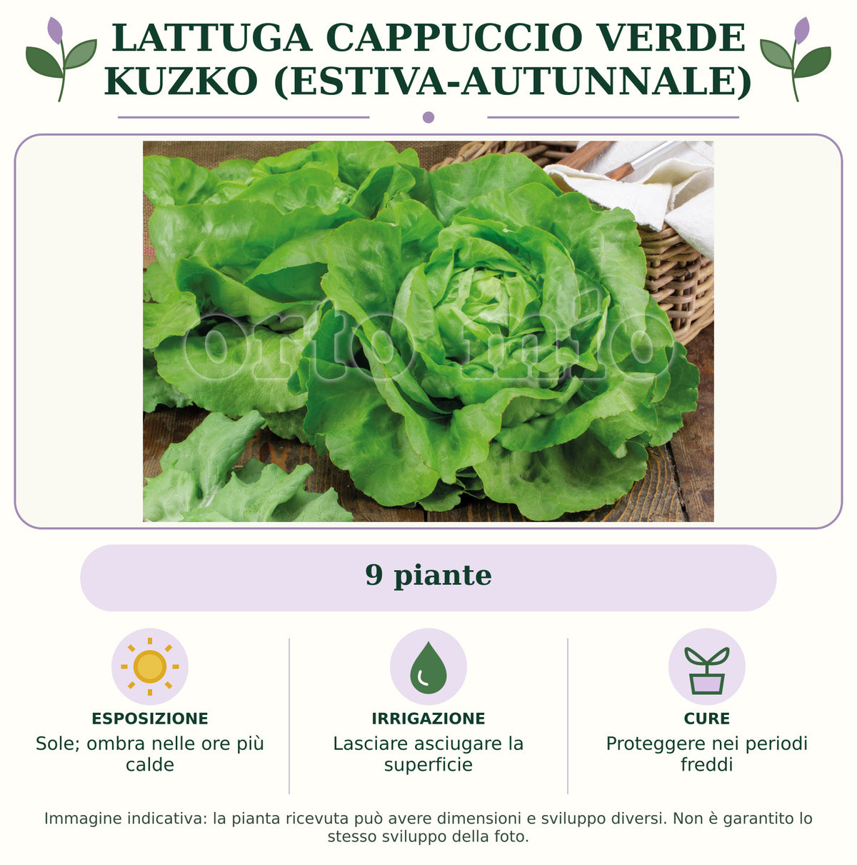 Lattuga cappuccio verde Kuzko (estiva-autunnale): 9 piante. Sole; ombra nelle ore più calde. Lasciare asciugare la superficie. Proteggere nei periodi freddi. Immagine indicativa.