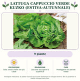 Lattuga cappuccio verde Kuzko (estiva-autunnale): 9 piante. Sole; ombra nelle ore più calde. Lasciare asciugare la superficie. Proteggere nei periodi freddi. Immagine indicativa.